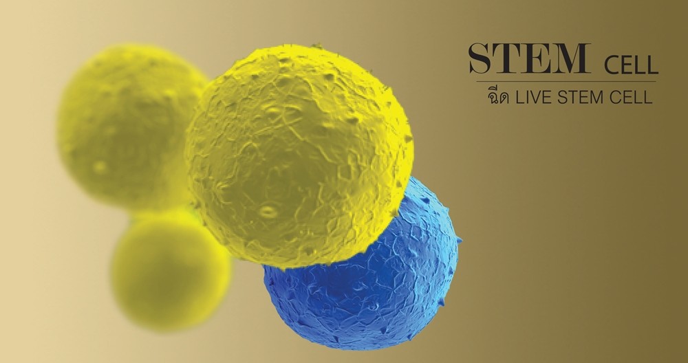 STEM CELL